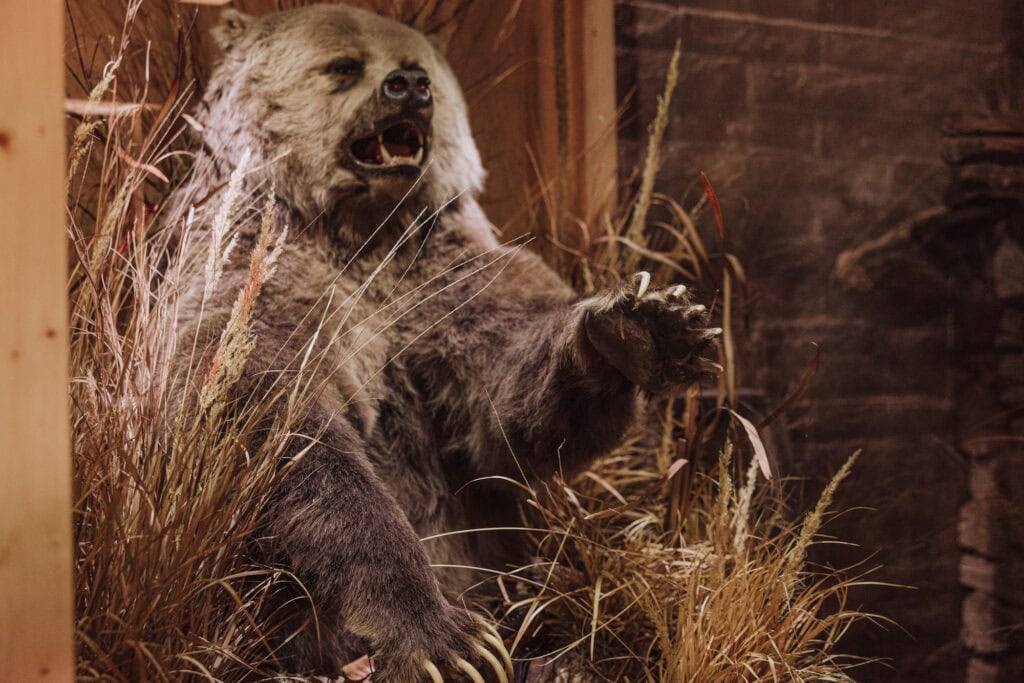 Mounted grizzly bear that killed a man in Montana