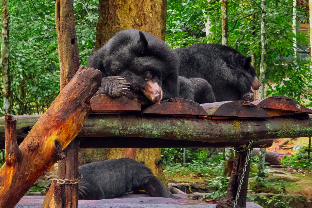 A bear at an animal sanctuary in Laos
