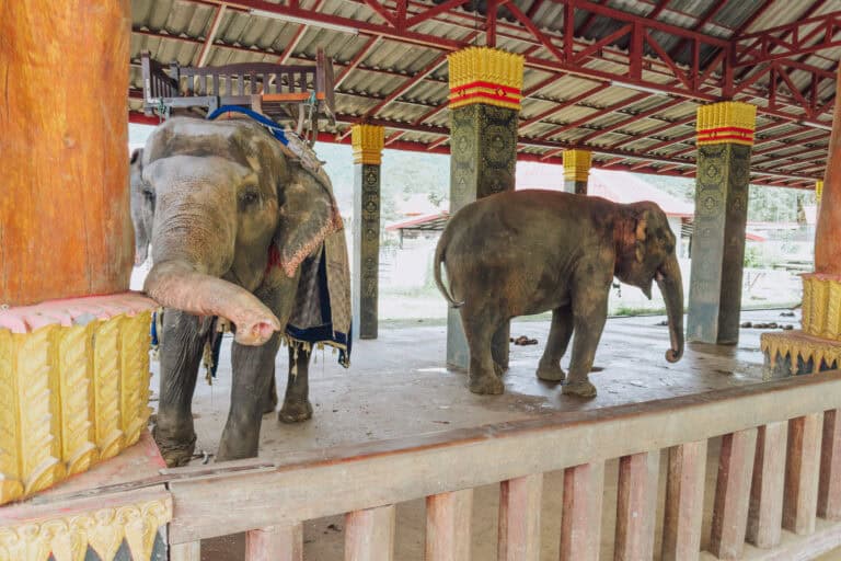 Warning: DO NOT VISIT this Elephant Camp