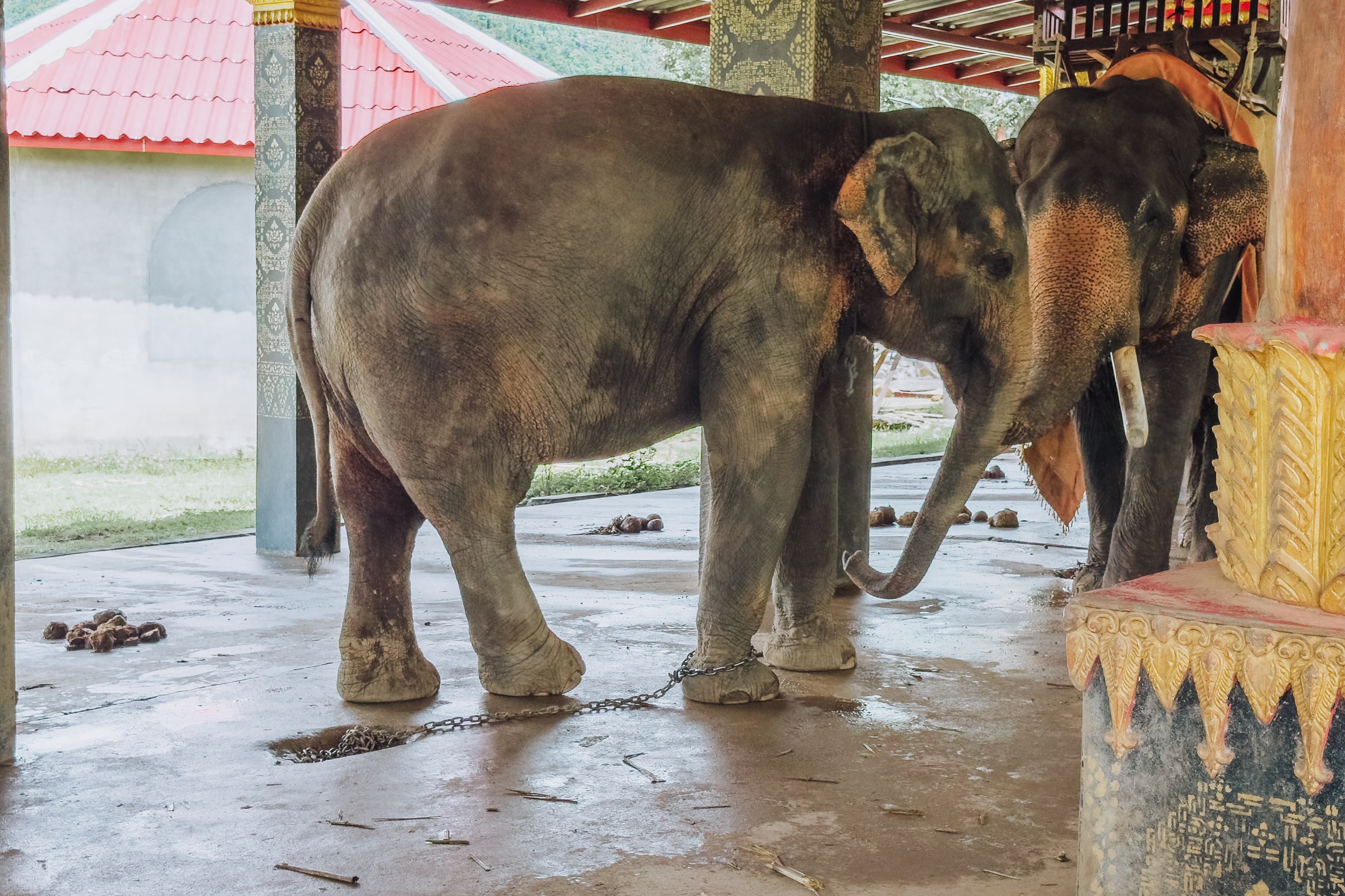 an elephant chained up at a tourist trap in Laos
