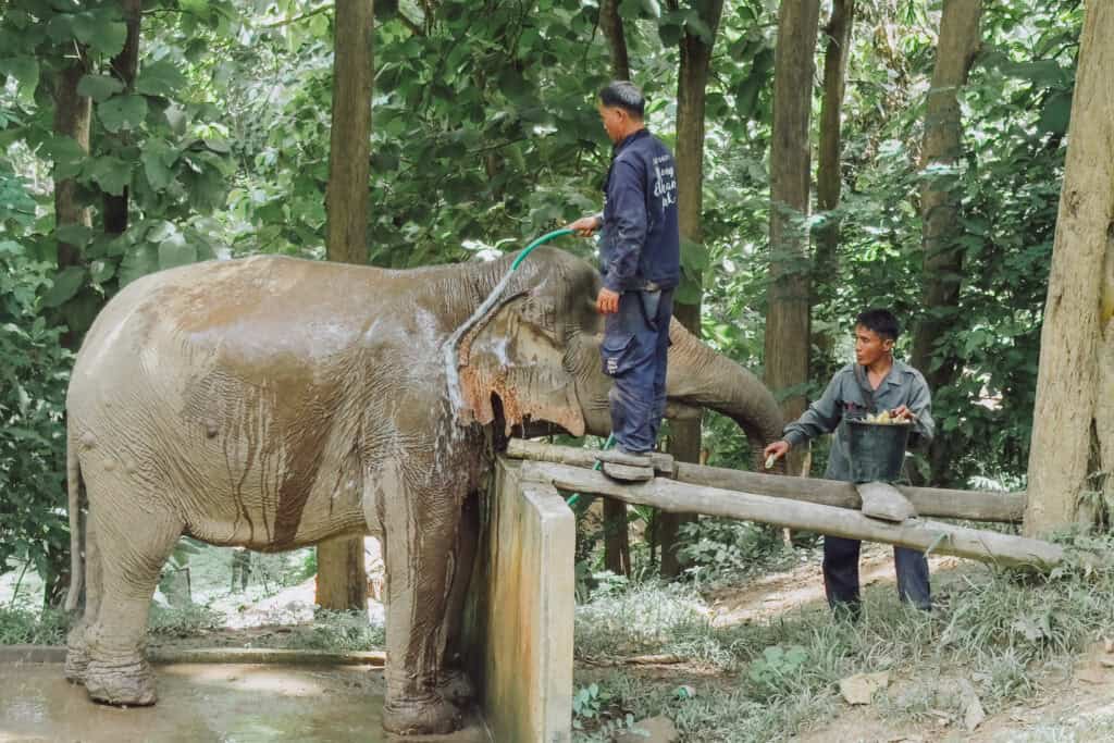 Bathing an elephant at a sanctuary