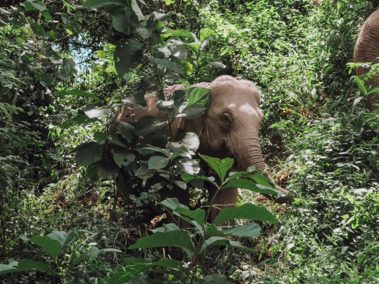 A rescued elephant at a sanctuary on the Mekong River in Laos
