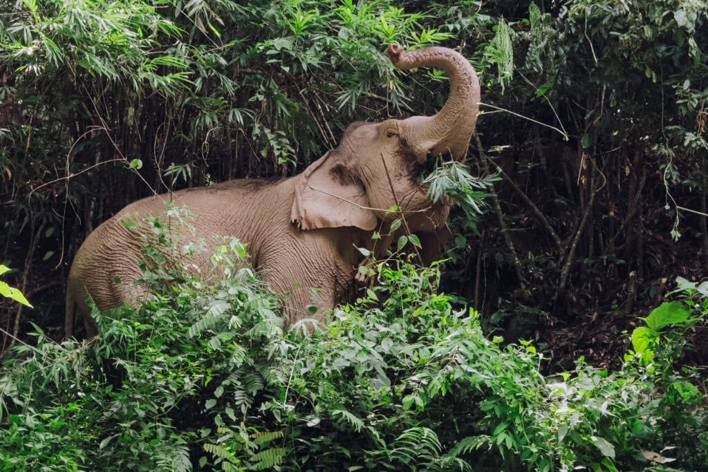 A rescued elephant eating at a sanctuary in Laos