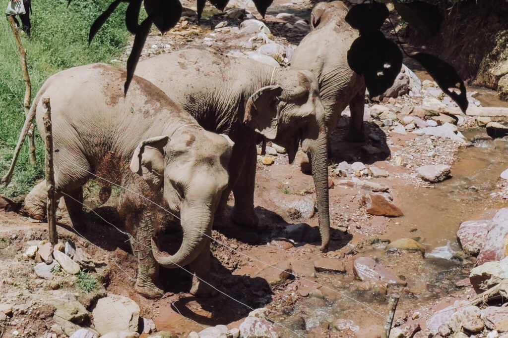 Elephant family at the sanctuary