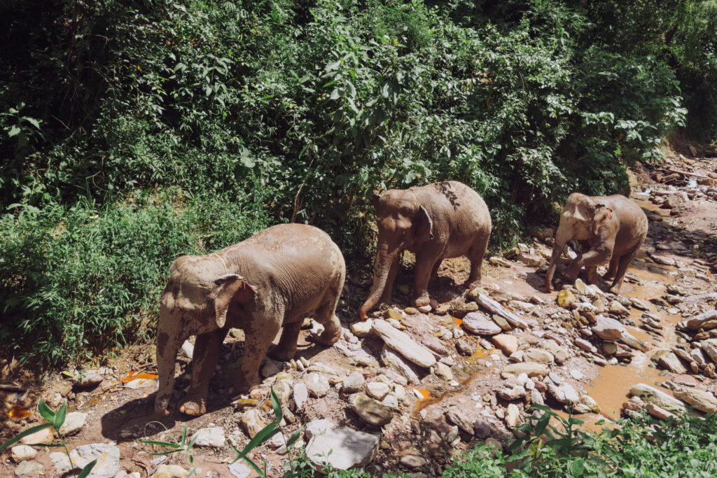 Elephant family members, rescued from across Asia, are now at the Mekong Elephant Park sanctuary