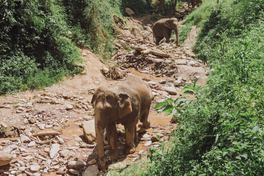 Rescued elephants at a sanctuary