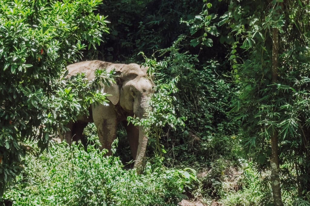 An elephant at the Mekong Elephant Park