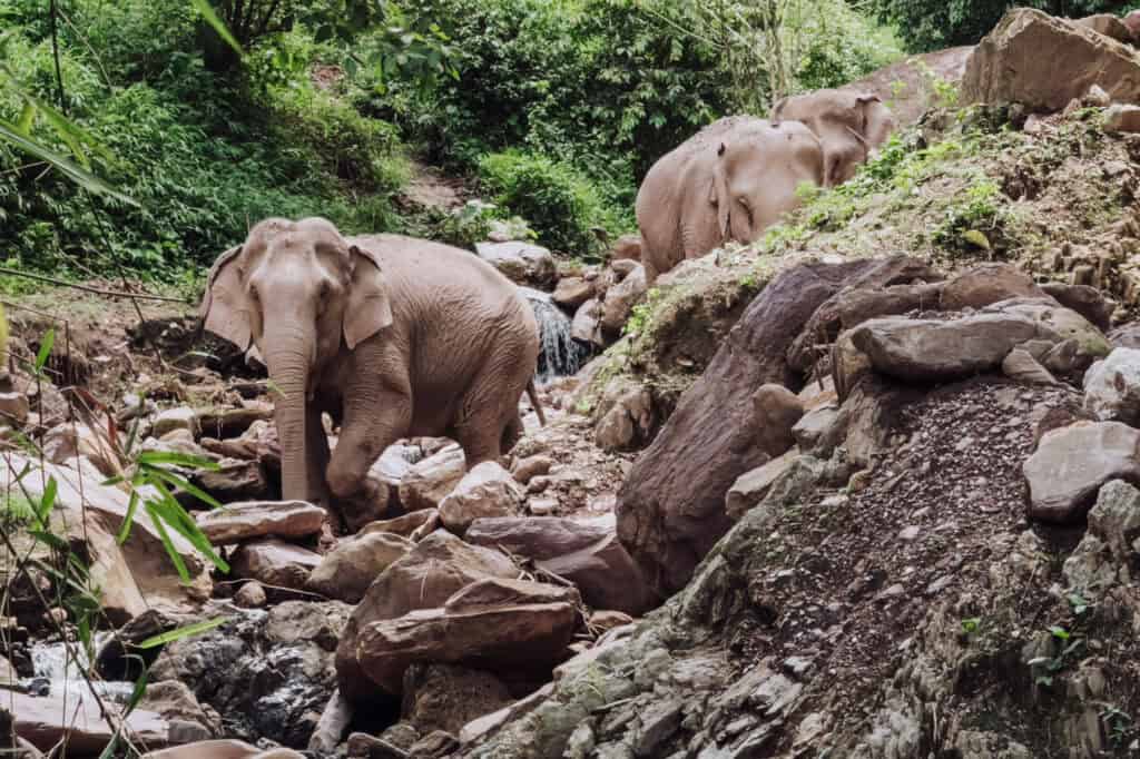 Elephants walking around a sanctuary in Laos
