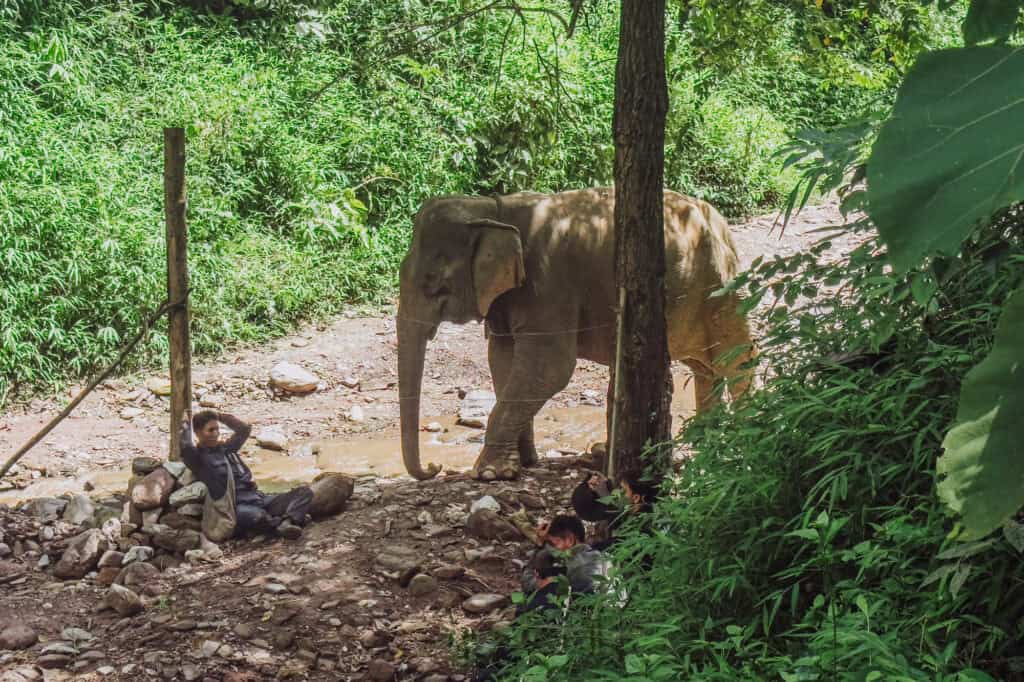 A mahout, with his elephant at a sanctuary