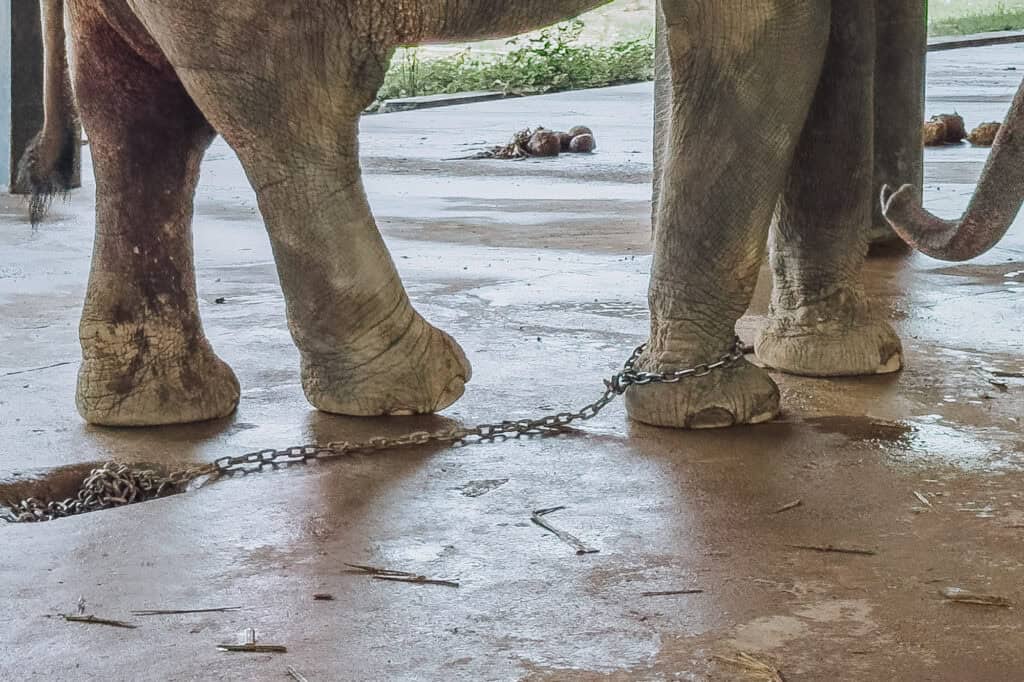 An elephant chained at an attraction in Laos