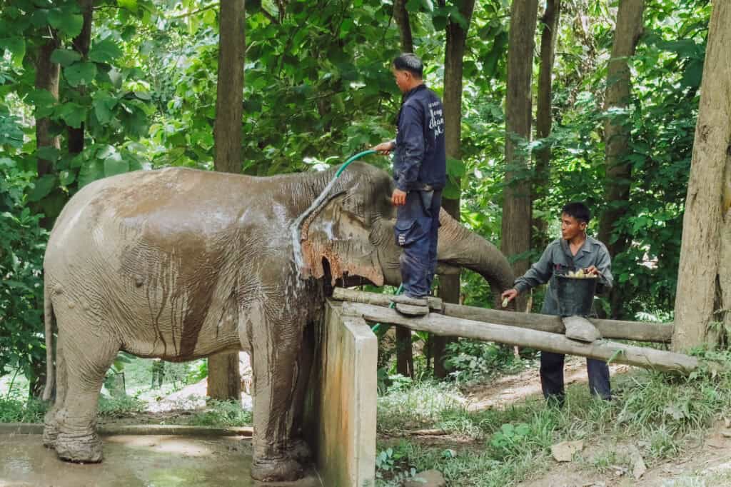 An old rescued elephant getting a bath at the Mekong Elephant Park in Laos