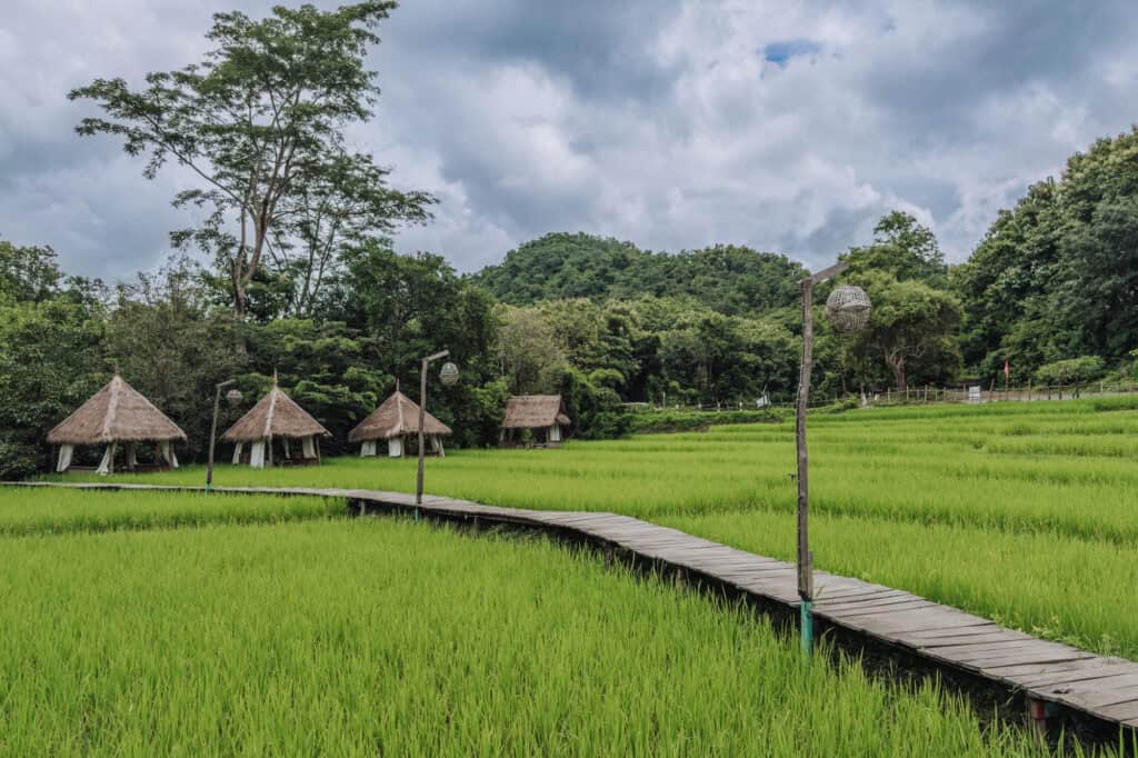 Rice fields near Luang Prabang, Laos