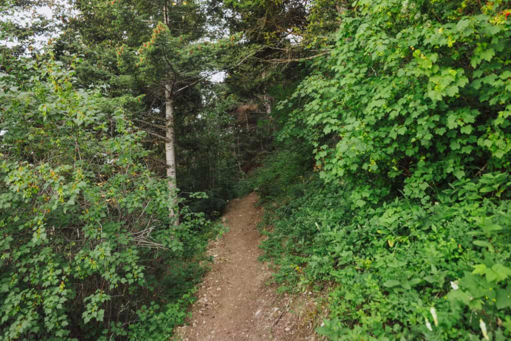 Hiking a Montana trail
