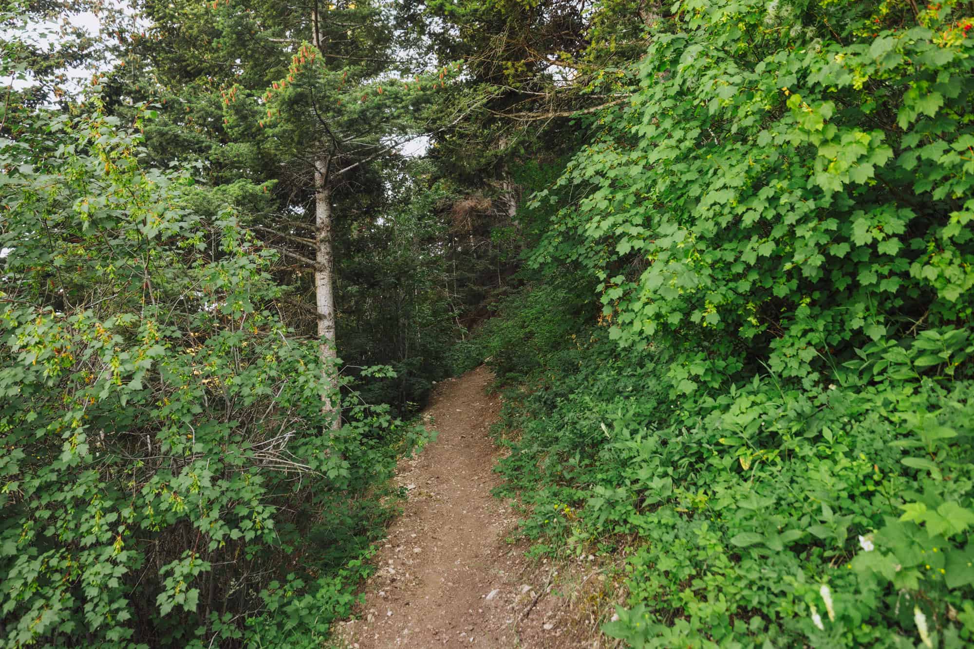 Hiking a Montana trail
