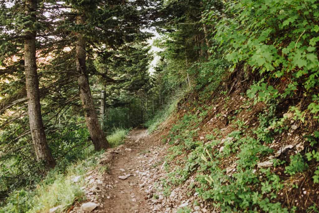 Hiking trail in Montana's Bob Marshall wilderness
