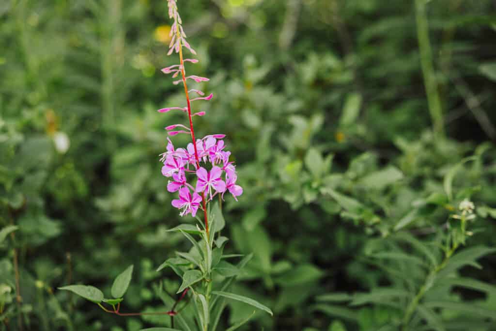 Montana wildflower