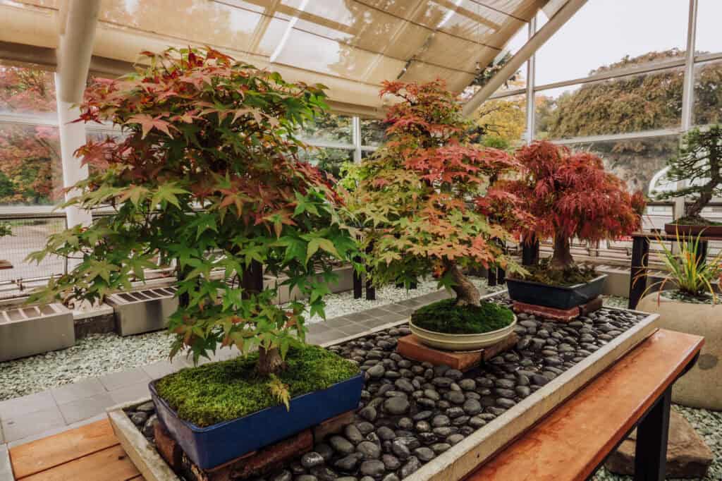 Bonsai trees at the Brooklyn Botanic Garden
