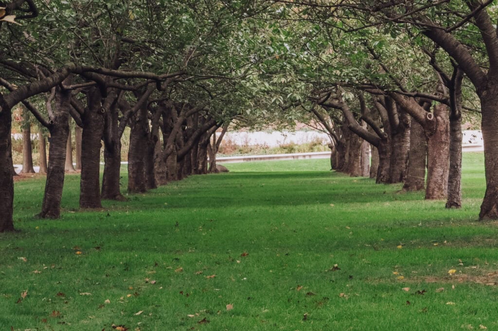 Prospect Park is home to the Brooklyn Botanic Garden and this cherry grove