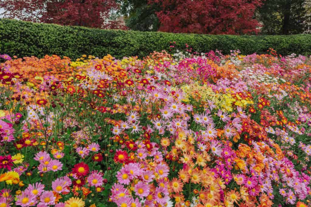 Blooms in Central Park's Conservatory Garden in autumn