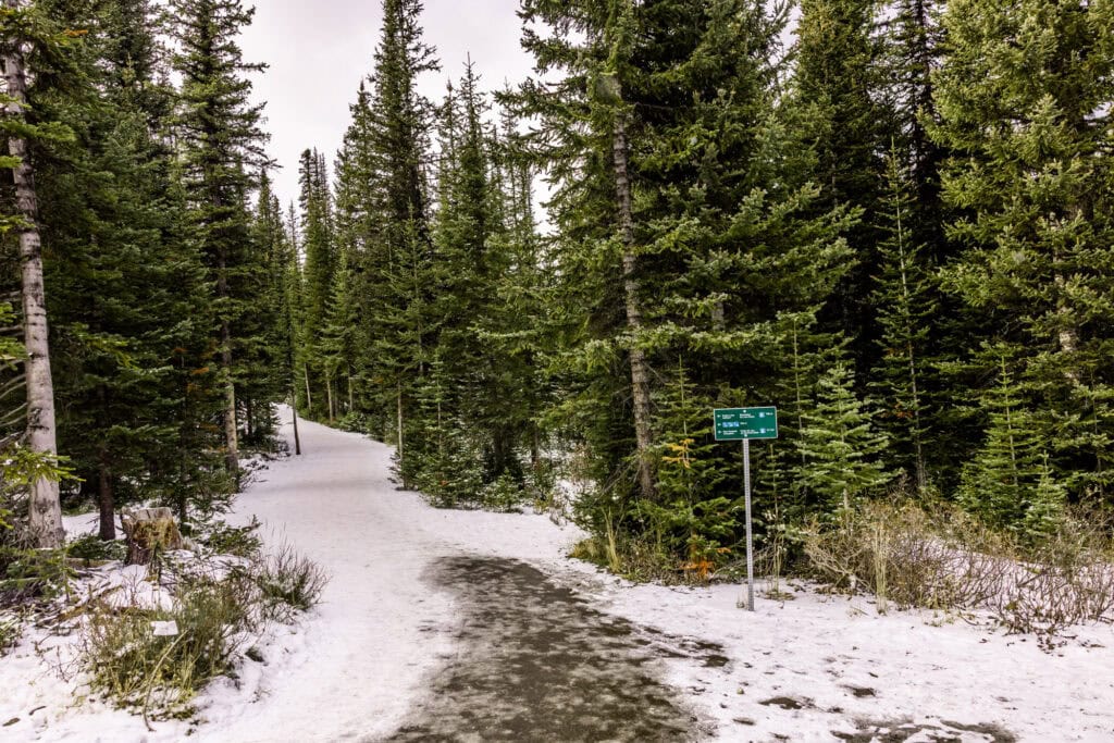 The hiking trail to Peyto Lake