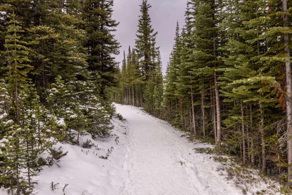 The hiking trail from Peyto Lake to Bow Summit, the highest point on the Icefields Parkway