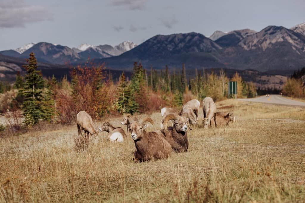Bighorn sheep grazing in Jasper National Park in October