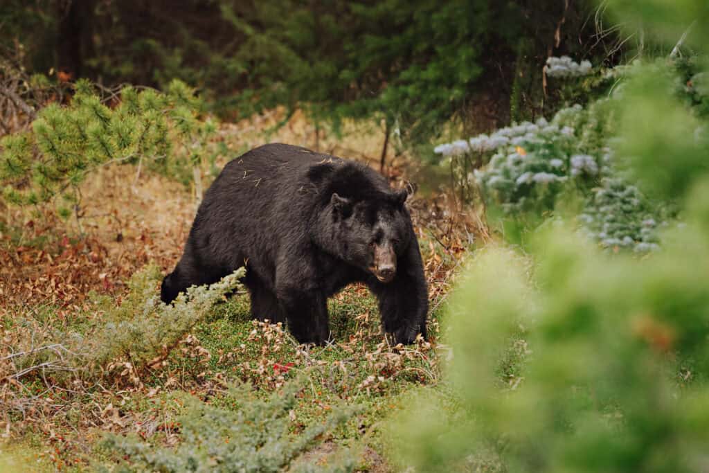 We ran into a black bear, fattening up before hibernation off the Icefields Parkway in Jasper National Park