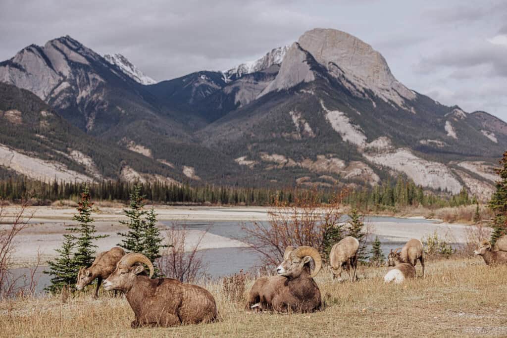 Bighorn sheep are some of the wildlife you'll see in Jasper