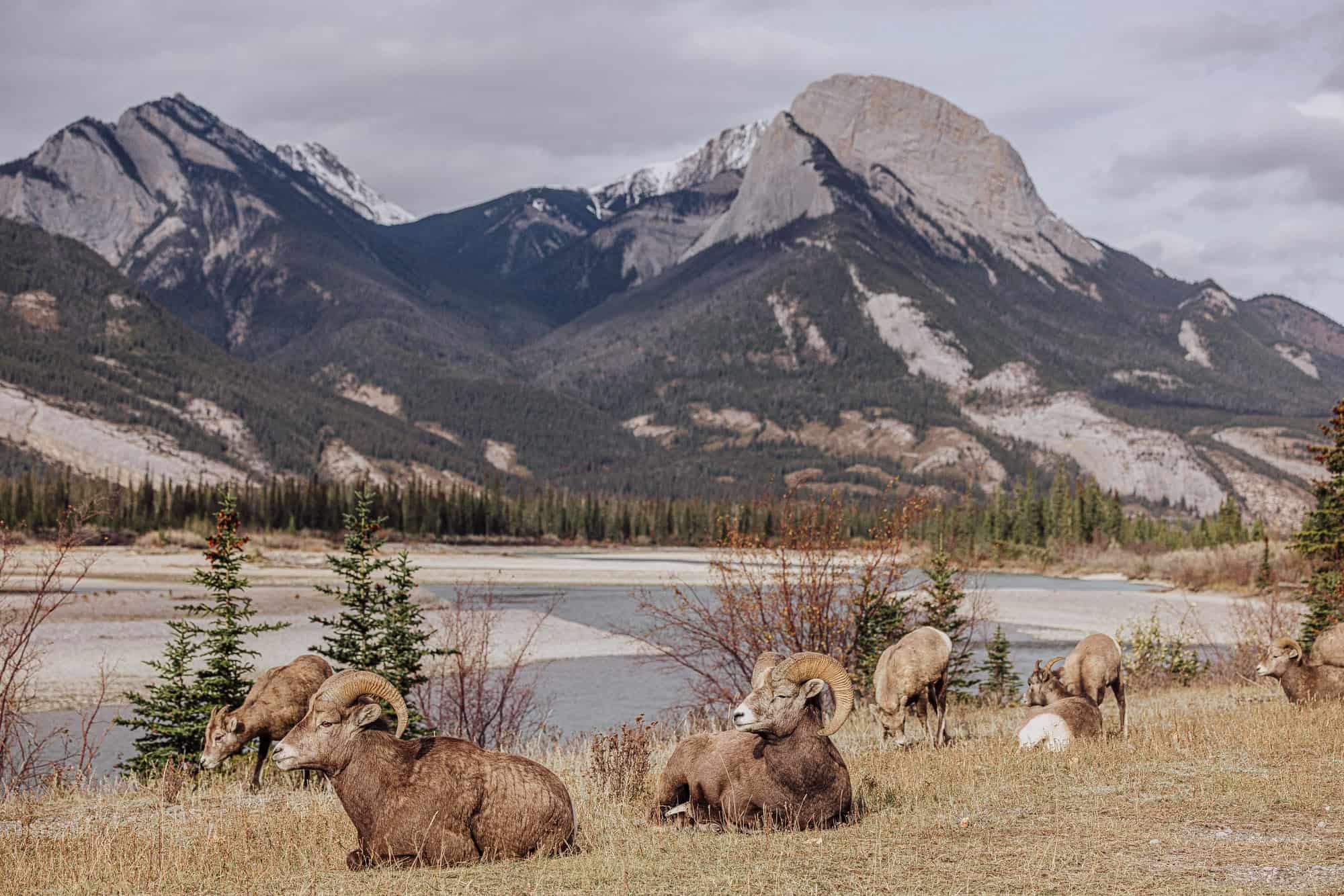 October in Jasper National Park: Autumn Turns to Winter - Jared's Detours