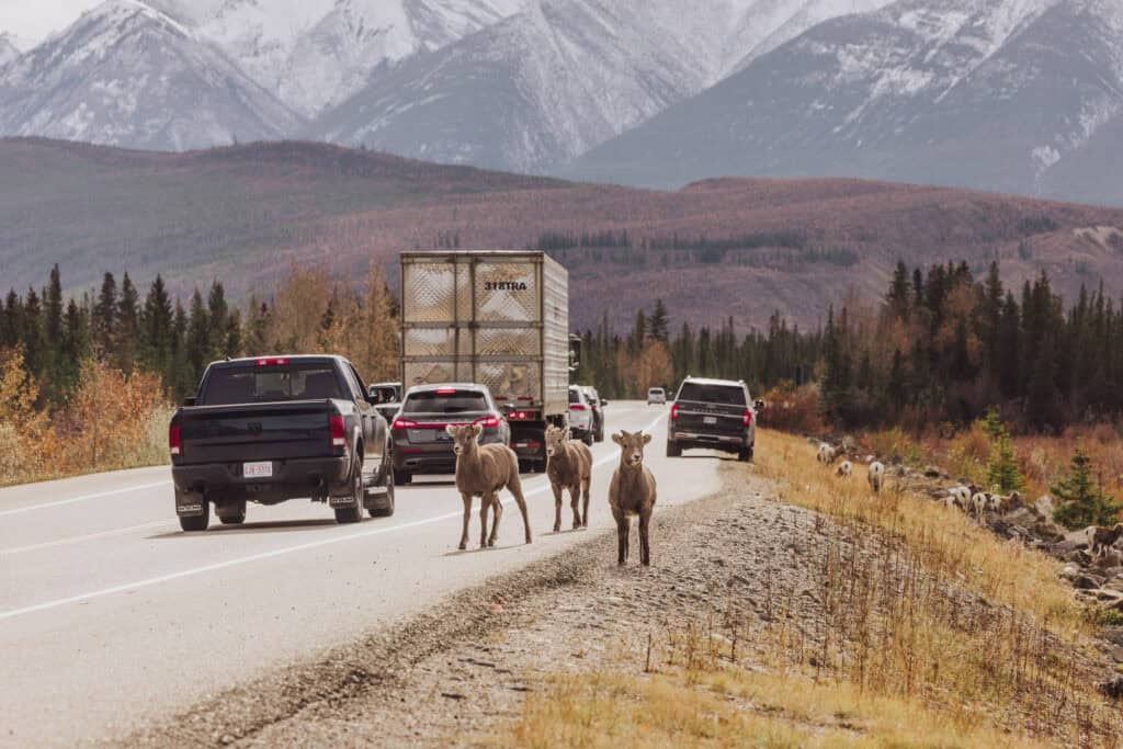Bighorn sheep on the highway in Jasper National Park