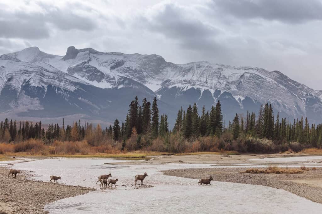 bighorn sheep crossing a river in Jasper National Park in November