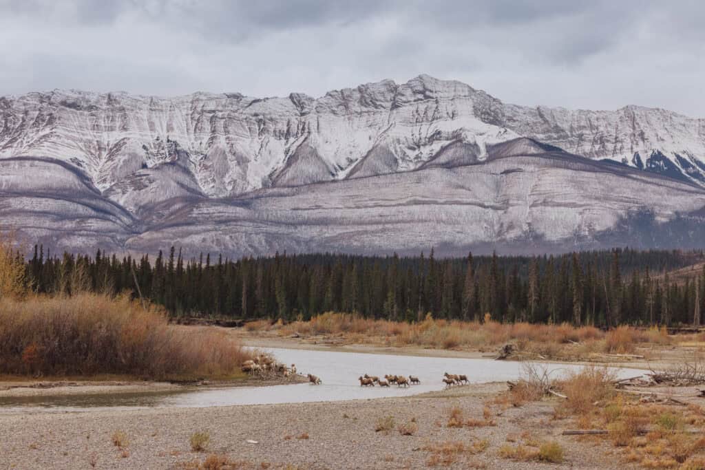 bighorn sheep crossing a river in Jasper, Alberta