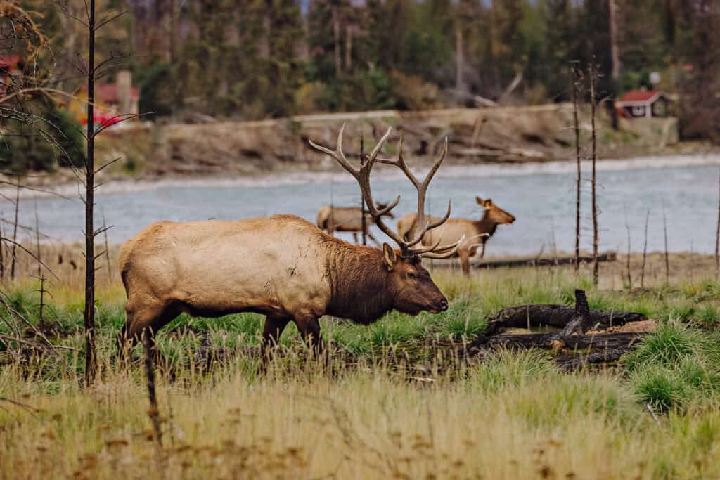 Elk in Jasper National Park after rutting season in the fall.