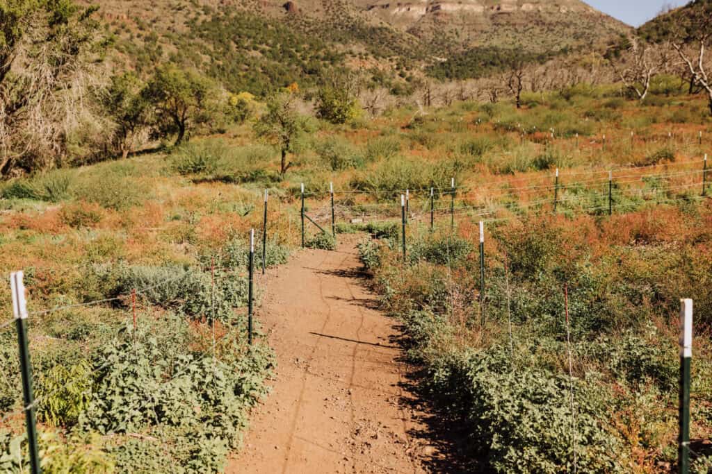 The hiking trail to Fossil Creek