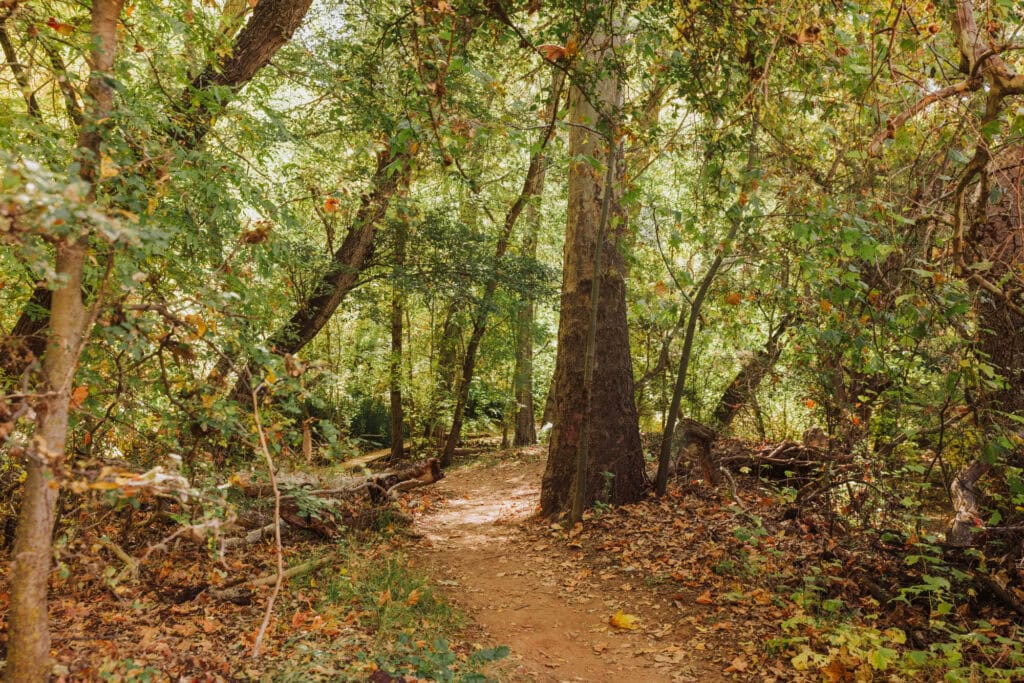 Hiking through the forest to Fossil Creek