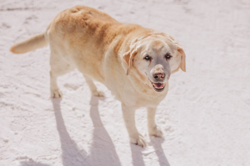 Annie, the yellow lab at Showdown MT