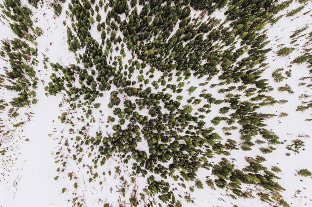 Snowfall in the Lewis and Clark National Forest