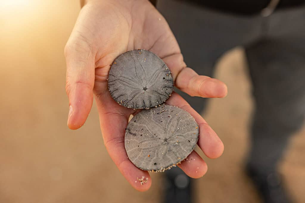 Sand dollars picked up at Guadalupe Beach