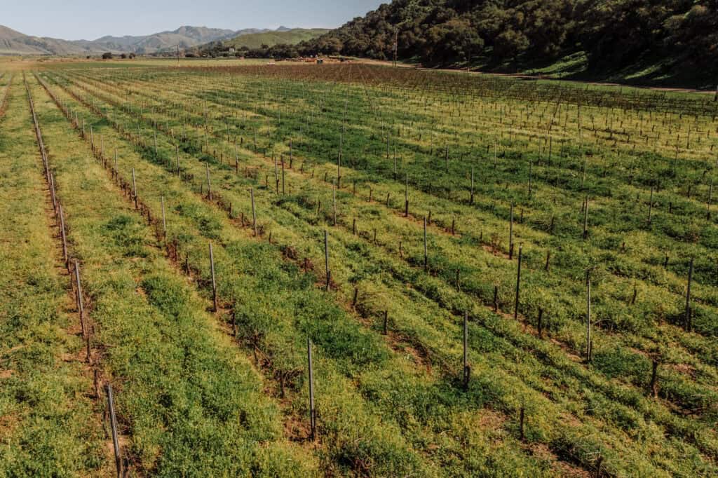 The vineyard at Riverbench in the Santa Maria Valley