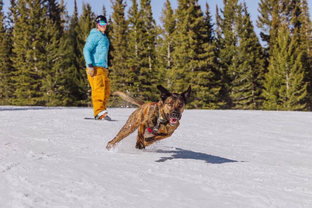Monster, the avalanche trained dog at Teton Pass in MT