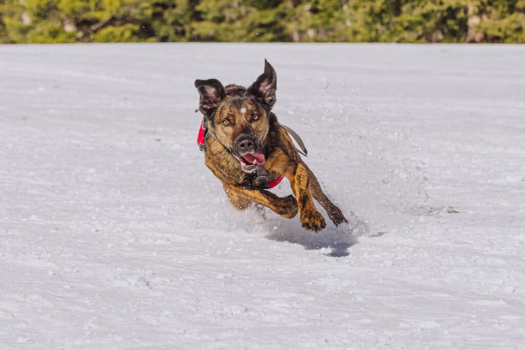 Monster, one of the dogs at the ski resort on Montana