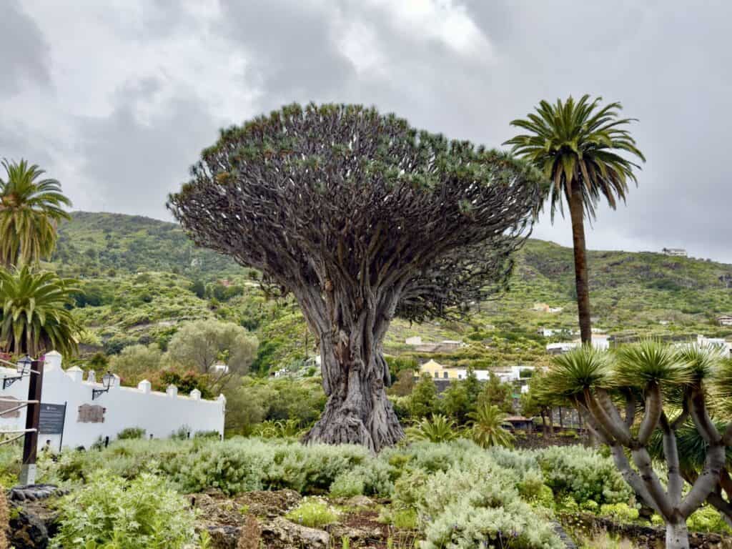 Dragon Tree on the Canary Islands