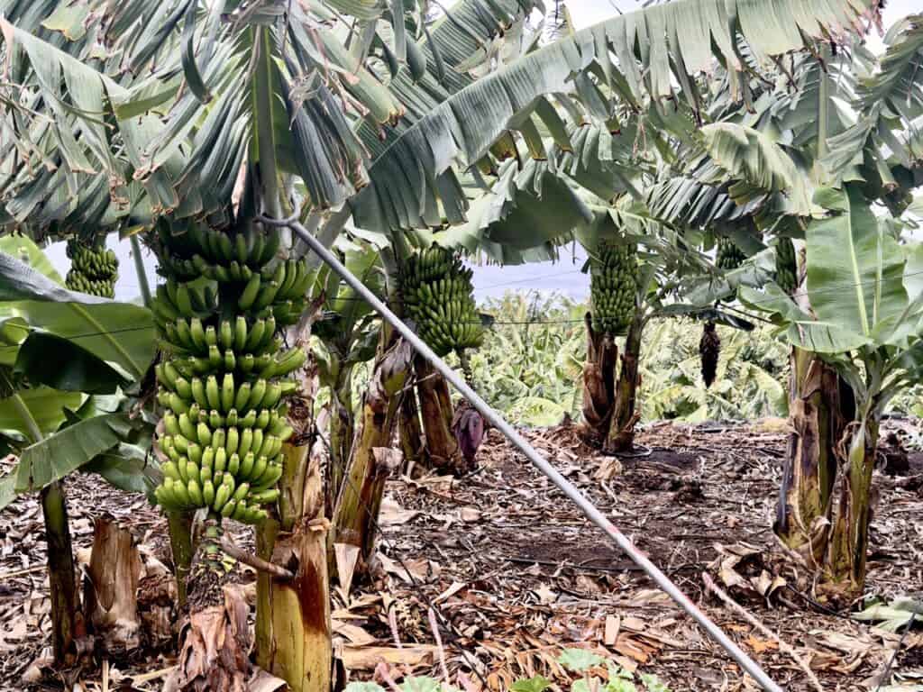 Banana tree near Garachico, Tenerife (Platano de Canarias)