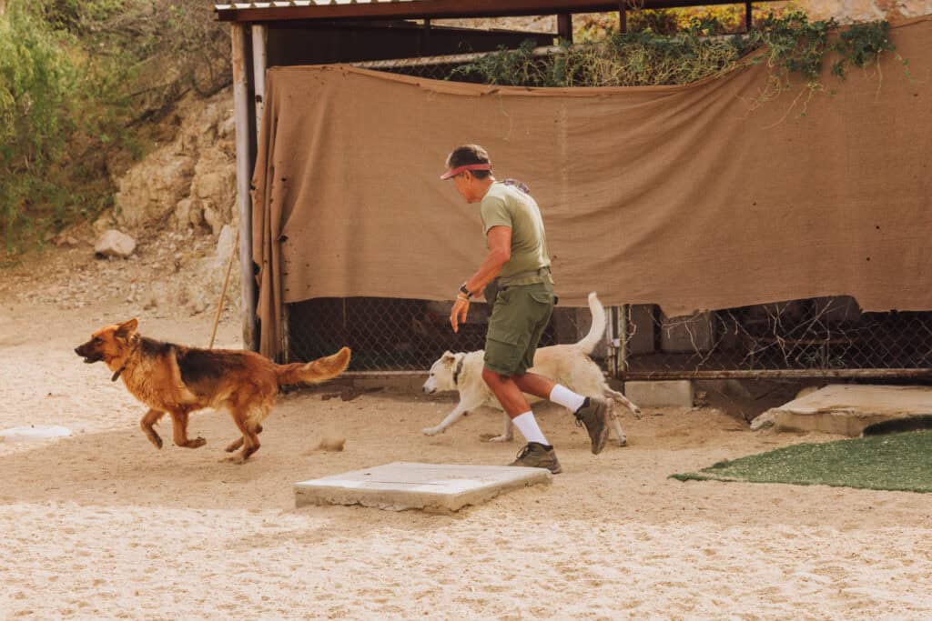 The dogs at the shelter in Cabo