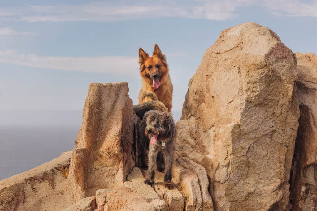 The Hike with Dogs in Cabo San Lucas