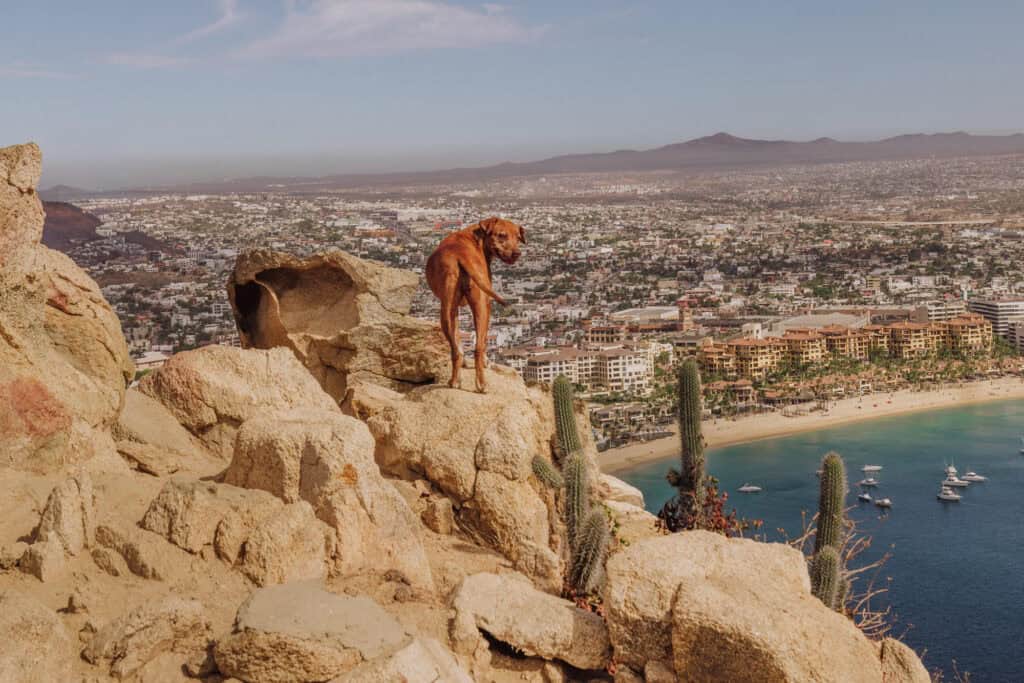 The Hike with Dogs in Cabo San Lucas