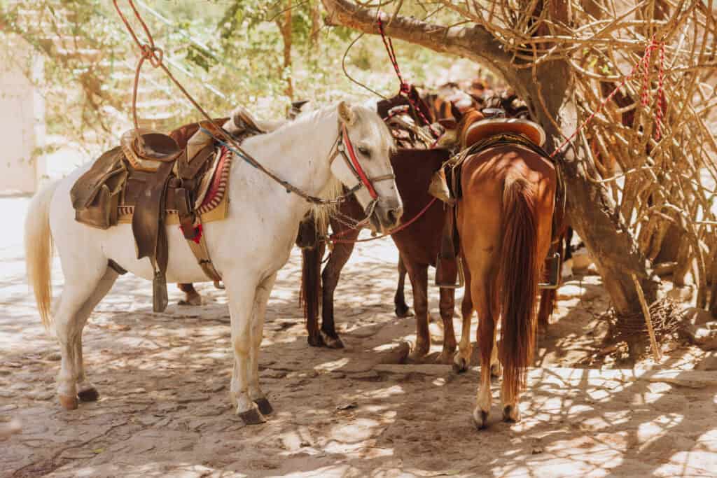 Horseriding on a day trip from Puerto Vallarta