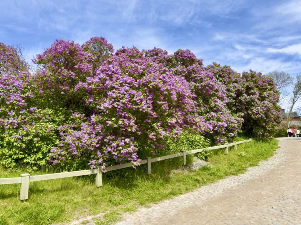 Lilacs on Suomenlinna