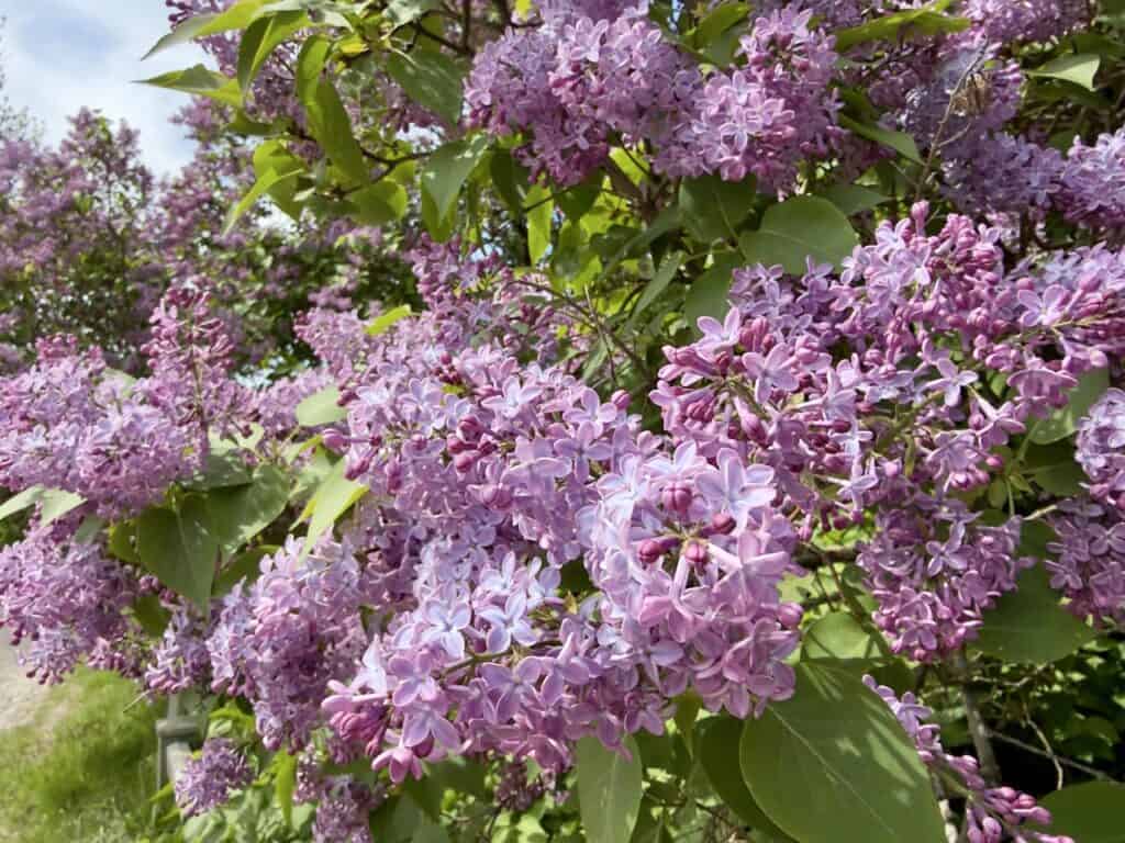 Lilacs on Suomenlinna, Finland