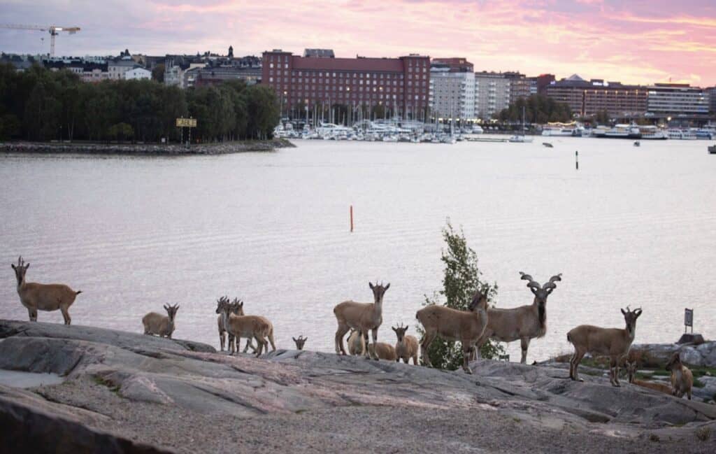 Helsinki Zoo